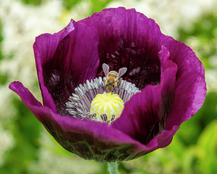 Poppy Photograph - Purple Poppy with Bee by Bruce Frye