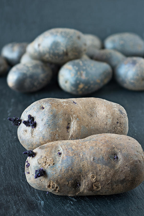 Purple Potatoes With Shoots Photograph by Dr. Martin Baumgrtner