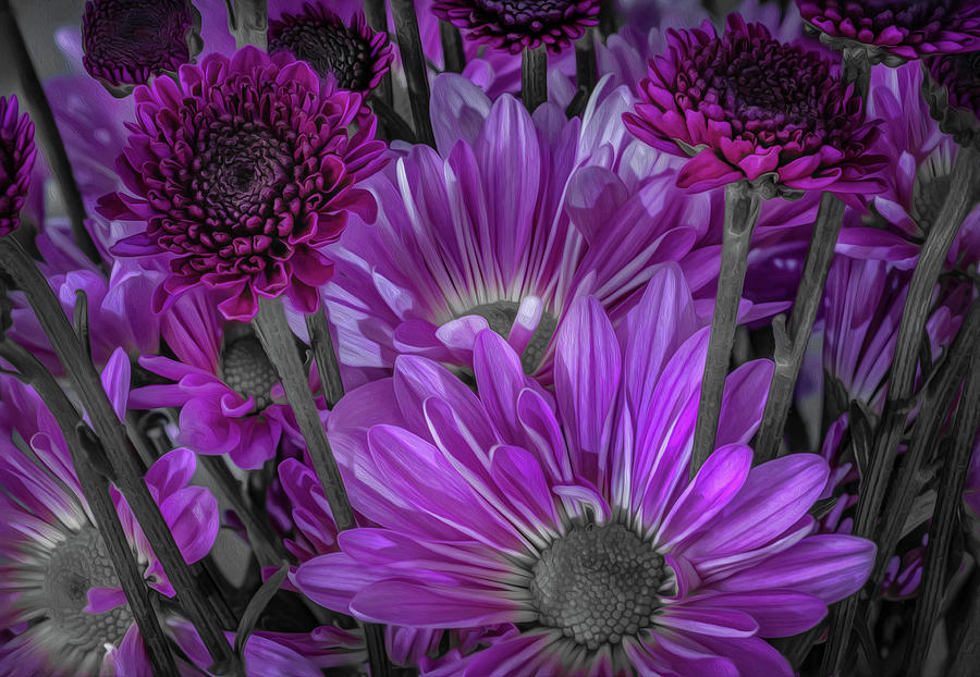 Purple Power Chrysanthem Selective Colorum Photograph