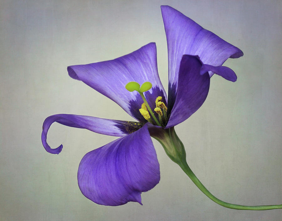 Purple Prairie Flower Photograph by David and Carol Kelly
