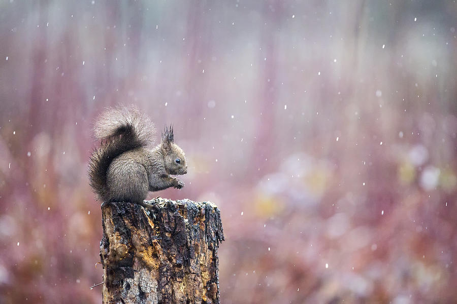 Squirrel Photograph - Purple Rain by Marco Redaelli