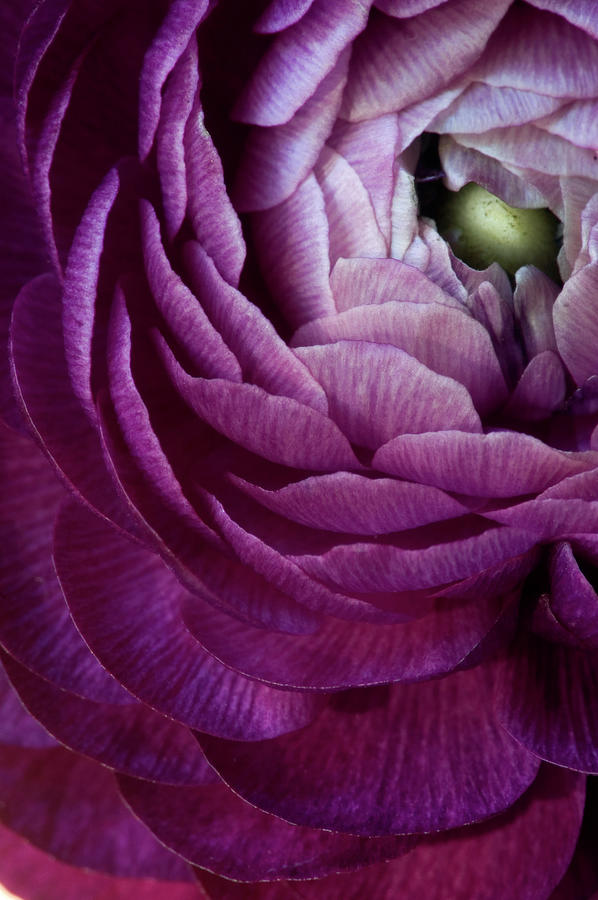 Purple Ranunculus Flower Photograph by Julie Scholz