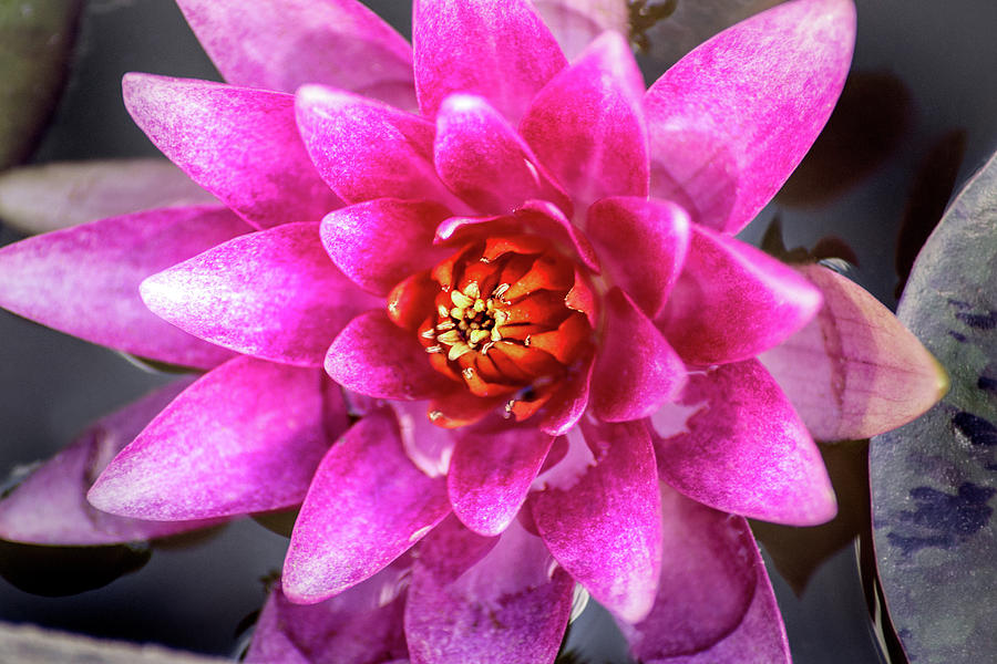 Purple Red Water Lily by Don Johnson Purple Red Water Lily by Don Johnson