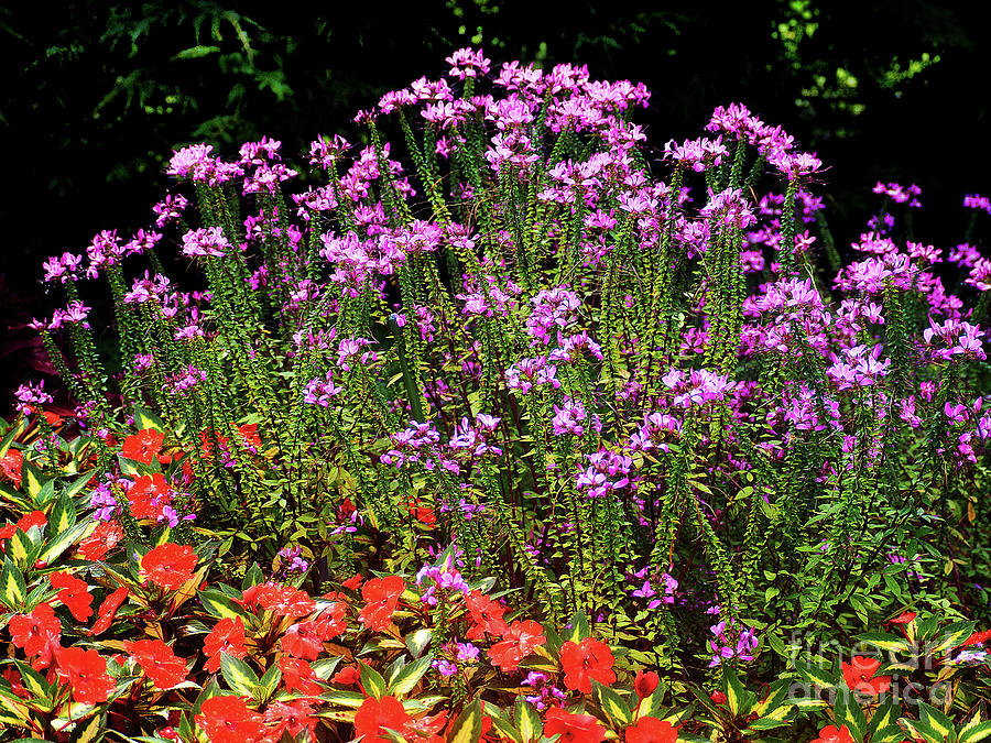 Purple red Wildflowers Photograph by Raymond Earley