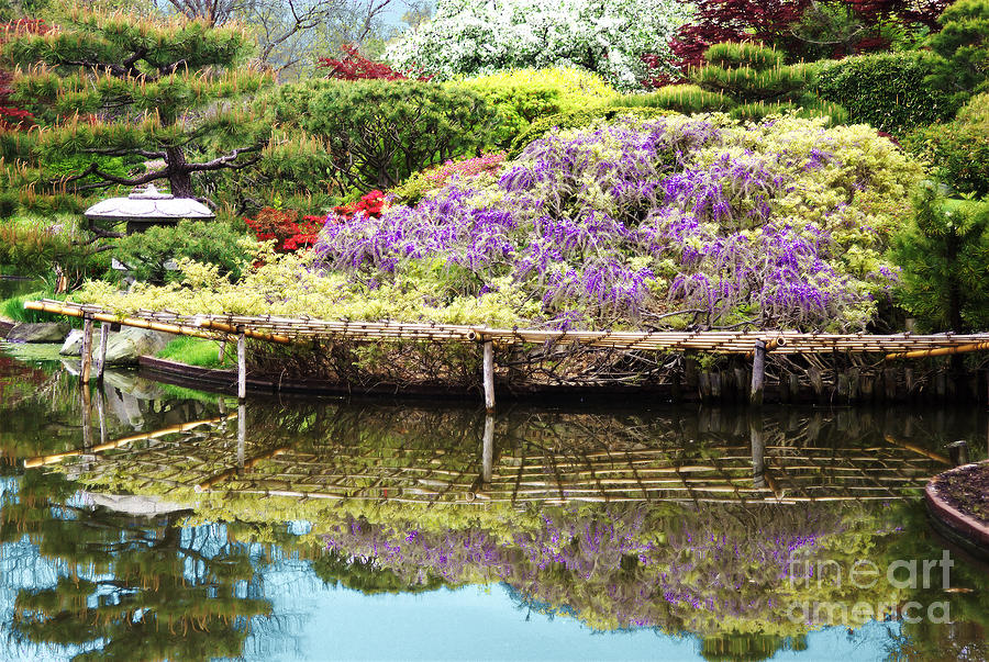 Purple Reflection by Steve Edwards Purple Reflection by Steve Edwards
