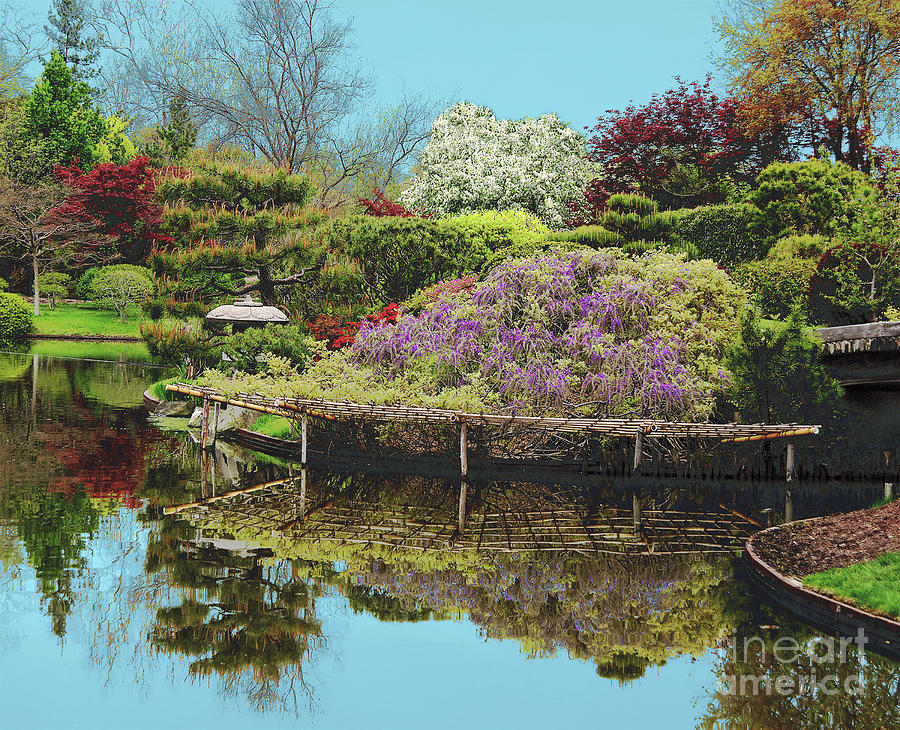 Purple Reflections 2 by Steve Edwards Purple Reflections 2 by Steve Edwards