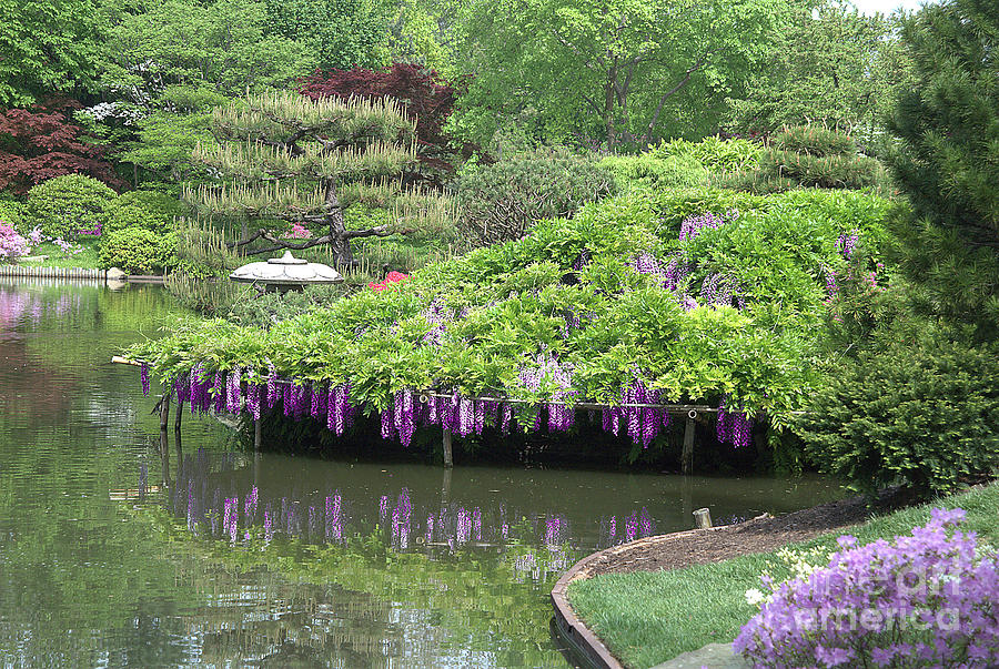 Purple Reflections 3 by Steve Edwards Purple Reflections 3 by Steve Edwards