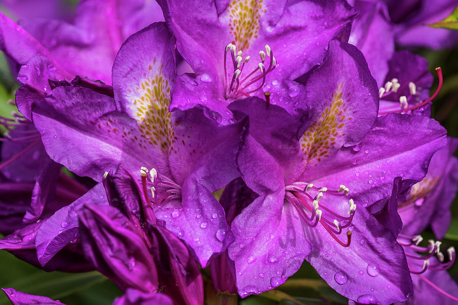Purple Rhododendron Blossoms Photograph by Robert Potts