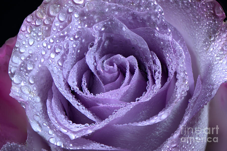 Purple Rose by Steve Edwards Purple Rose by Steve Edwards
