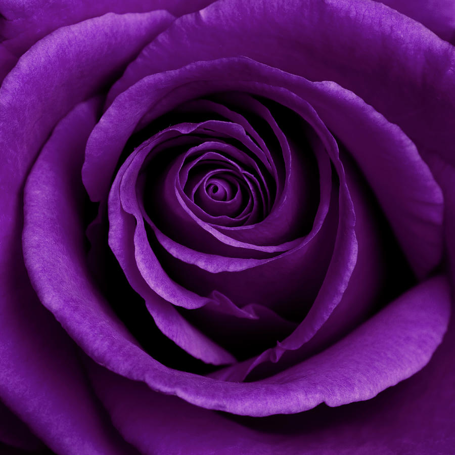 Still Life Photograph - Purple Rose 01 by Tom Quartermaine