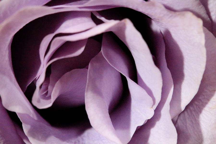 Purple Rose Abstract 2 Photograph by Angela Murdock