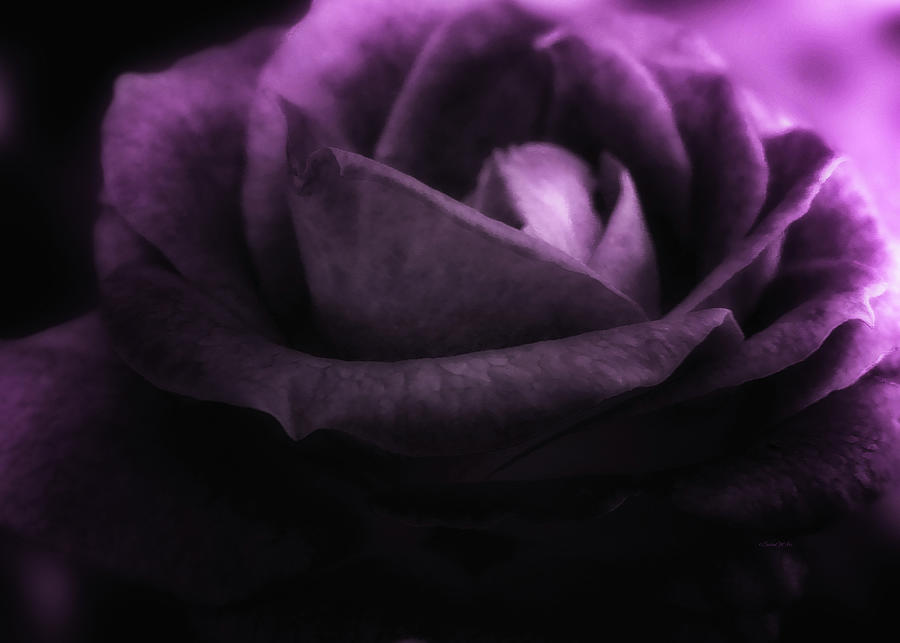 Purple Rose Digital Art by Doreen Erhardt