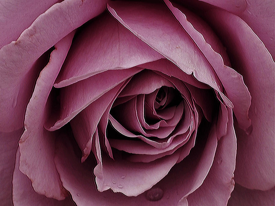 Purple Rose Photograph by Jerry Connally