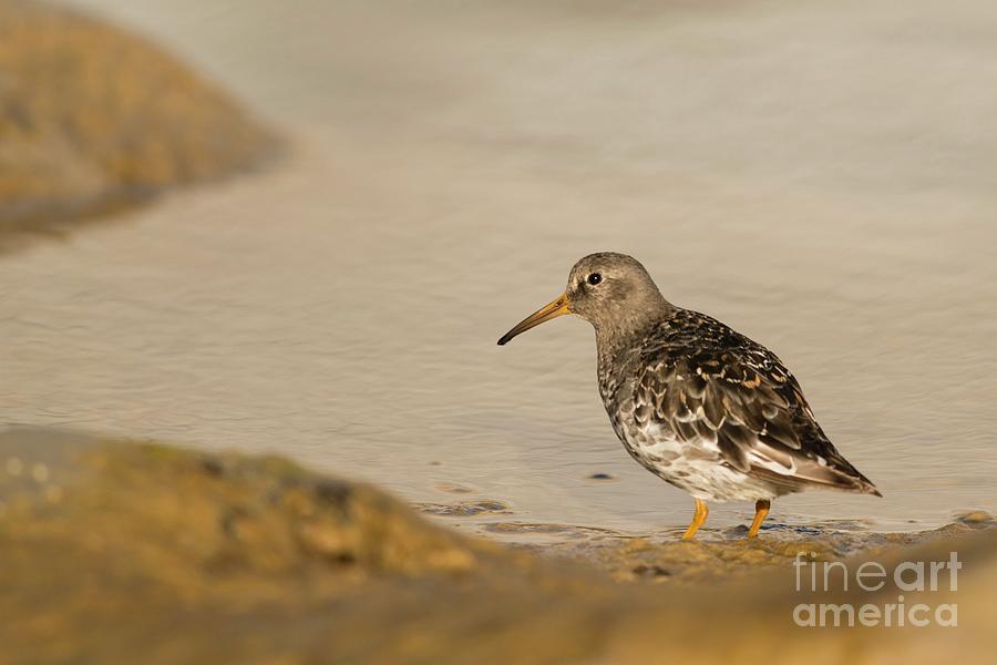 Purple Sandpiper Foraging Along Shoreline Photograph by Andy Davies/science Photo Library