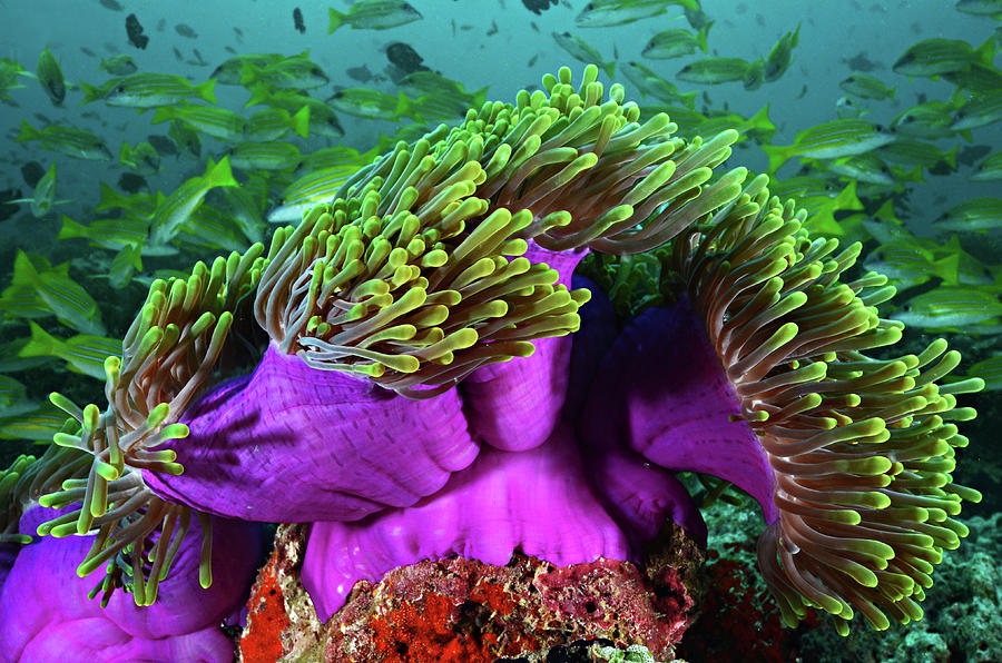 Purple Sea Anemone Photograph by Vania Kam