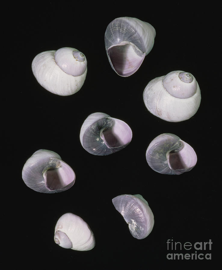 Purple Sea Snail Shells Photograph by English School