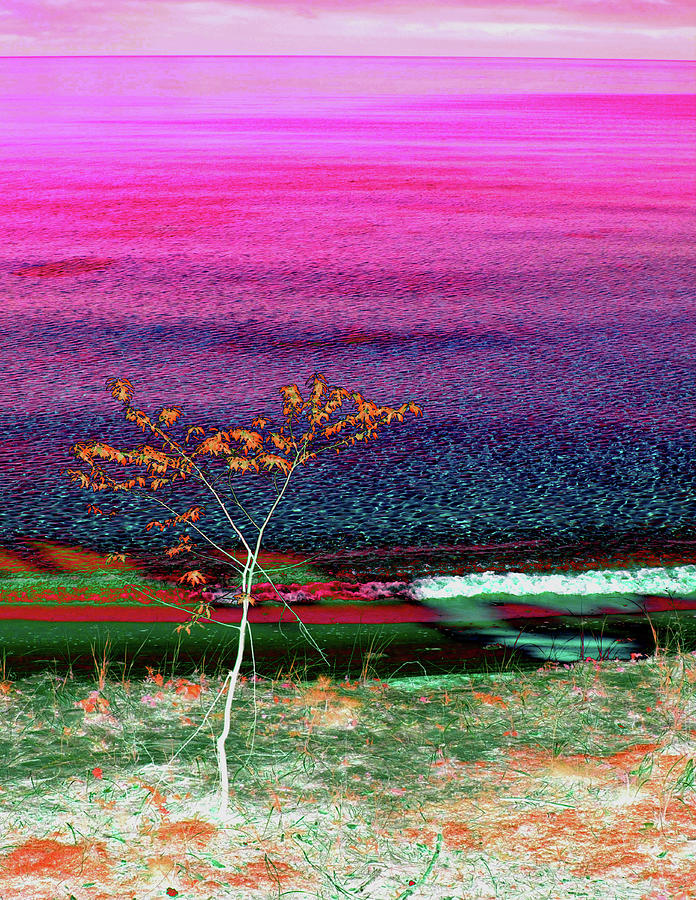 Nature Photograph - Purple Sea Tree by Tom Kelly