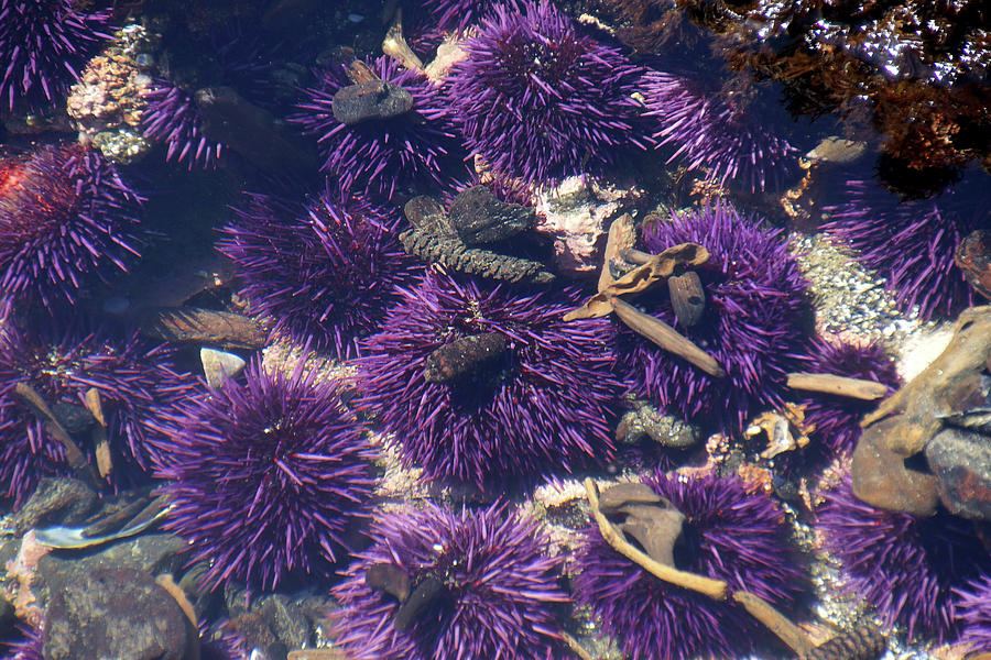 Nature Photograph - Purple sea urchins in tidepool by Steve Estvanik