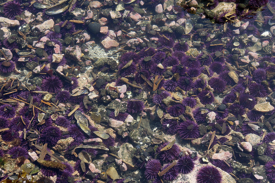 Purple sea urchins Photograph by Steve Estvanik