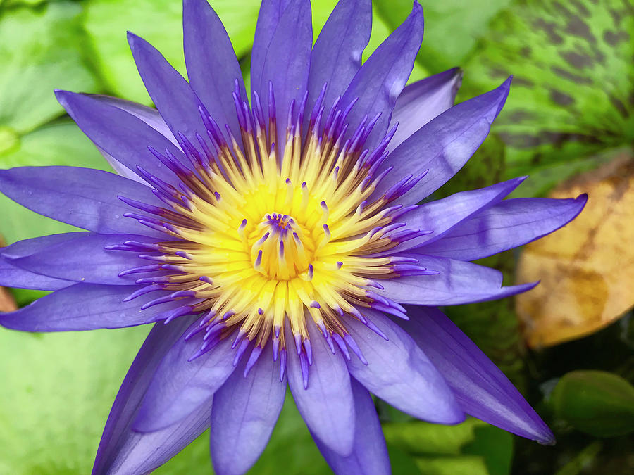 Nature Photograph - Purple Single Flower by Susan Vizvary Photography