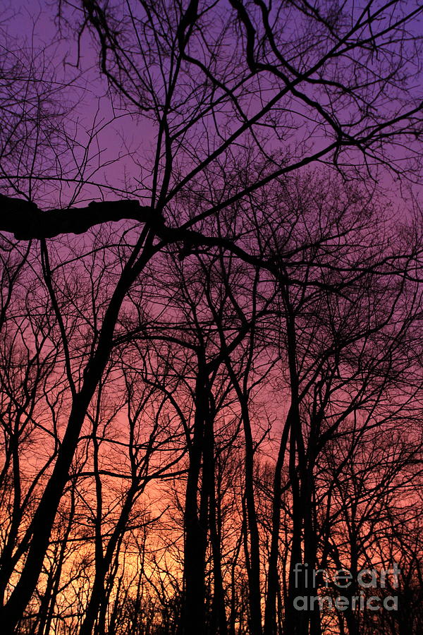 Purple Sky by Paula Guttilla Purple Sky by Paula Guttilla