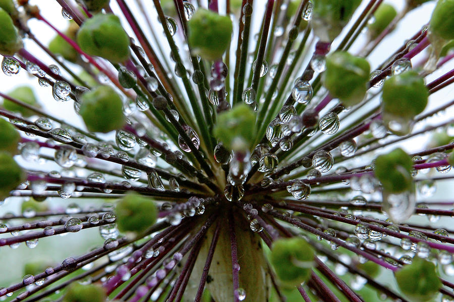 Purple Spikes With Droplets Photograph by Elizabeth Root Blackmer