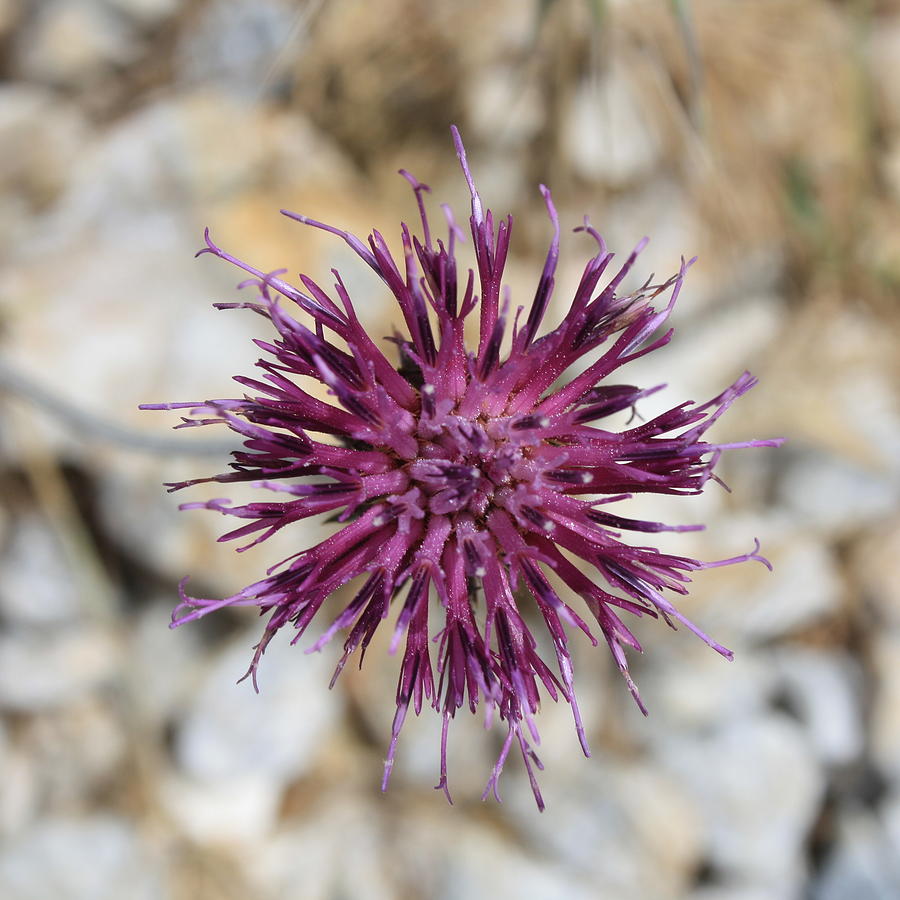 Purple Spiny Plumeless Thistle Photograph by Taiche Acrylic Art