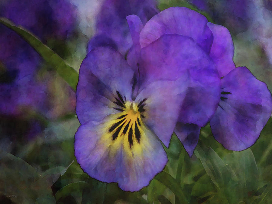 Purple Spring Pansy 6136 IDP_2 Photograph by Steven Ward