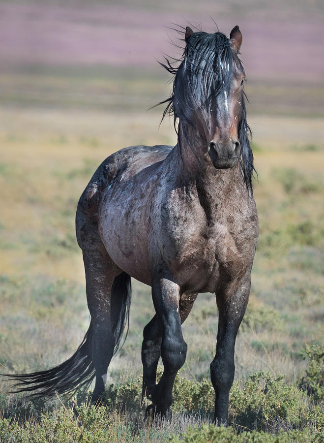 Purple Stallion Photograph by Jami Bollschweiler - Fine Art America