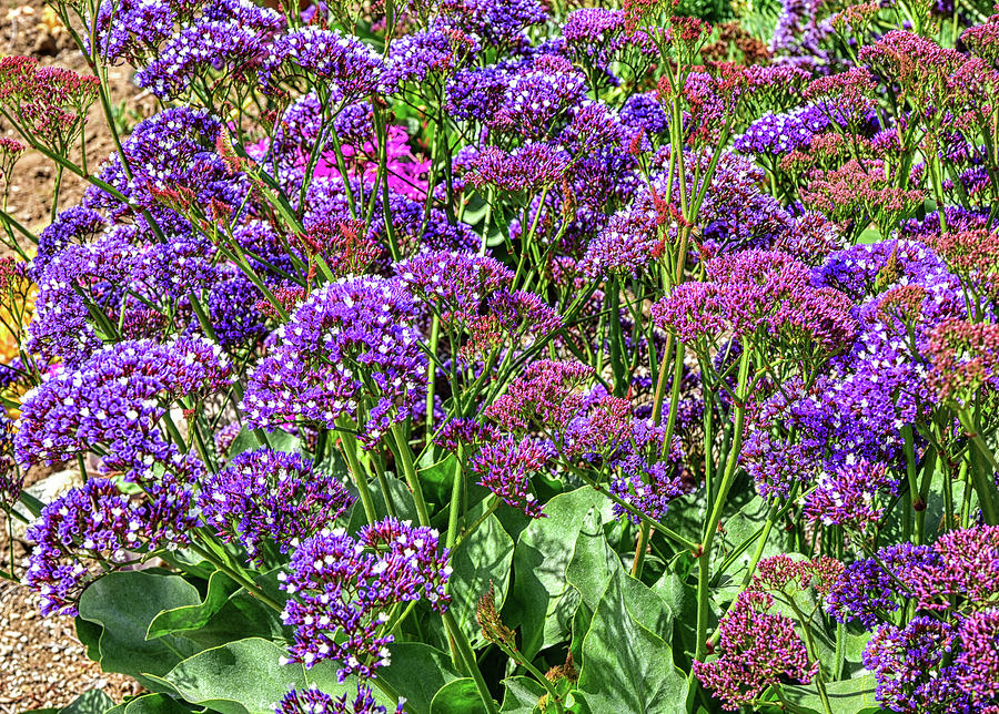 Purple Statice Flowers 1 Photograph by Linda Brody