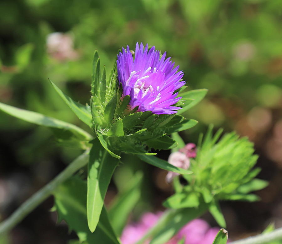 Purple Stokes Aster Photograph by Cathy Lindsey - Fine Art America