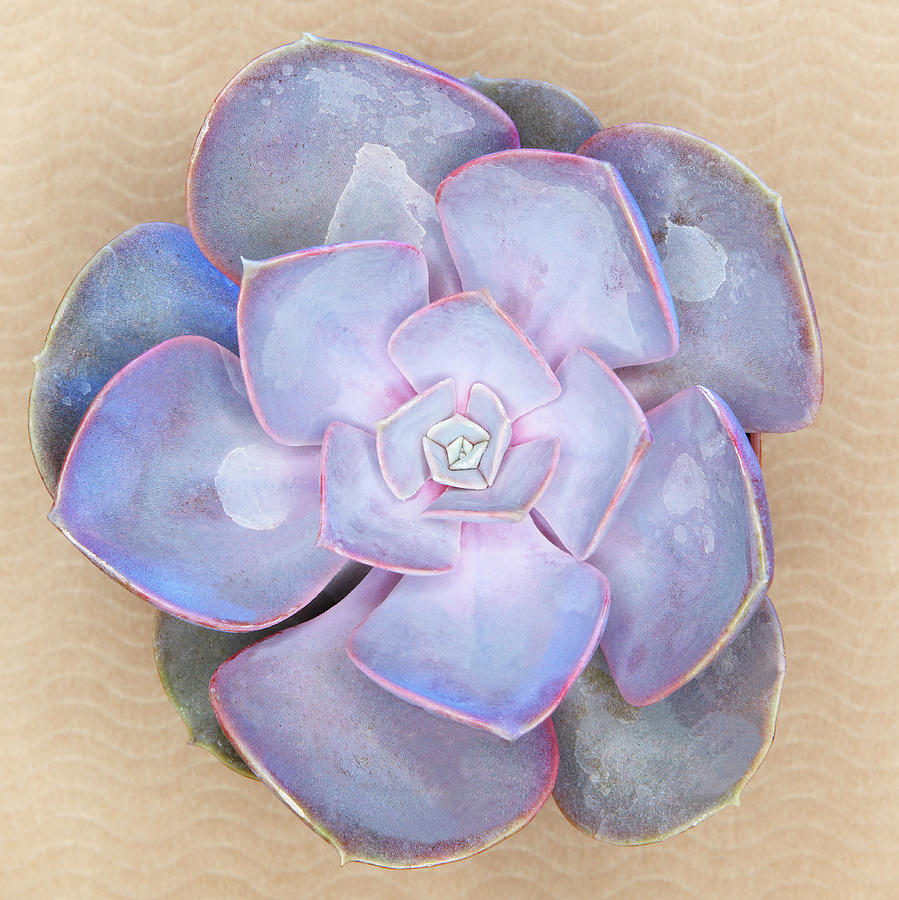 Purple Succulent Plant Photograph by Win-initiative Purple Succulent Plant Photograph by Win-initiative