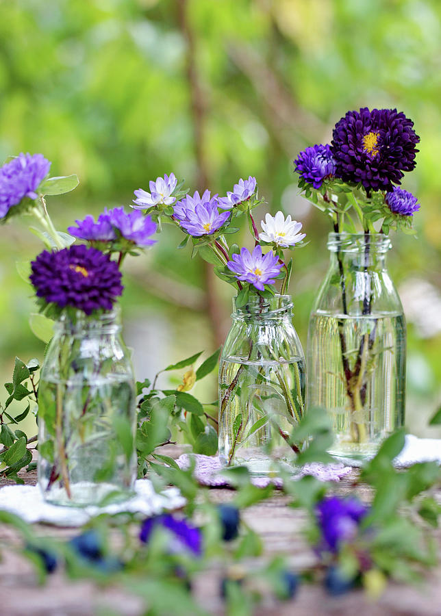 Purple Summer Asters In Bottles Photograph by Angelica Linnhoff