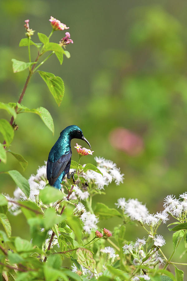 Purple Sunbird Photograph by (c) Niranj Vaidyanathan V.niranj@gmail.com Purple Sunbird Photograph by (c) Niranj Vaidyanathan V.niranj@gmail.com