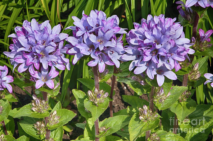 Purple Surprise by Ruth H Curtis Purple Surprise by Ruth H Curtis