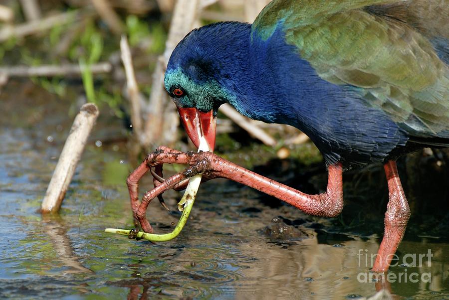 Purple Swamphen Photograph by Peter Chadwick/science Photo Library