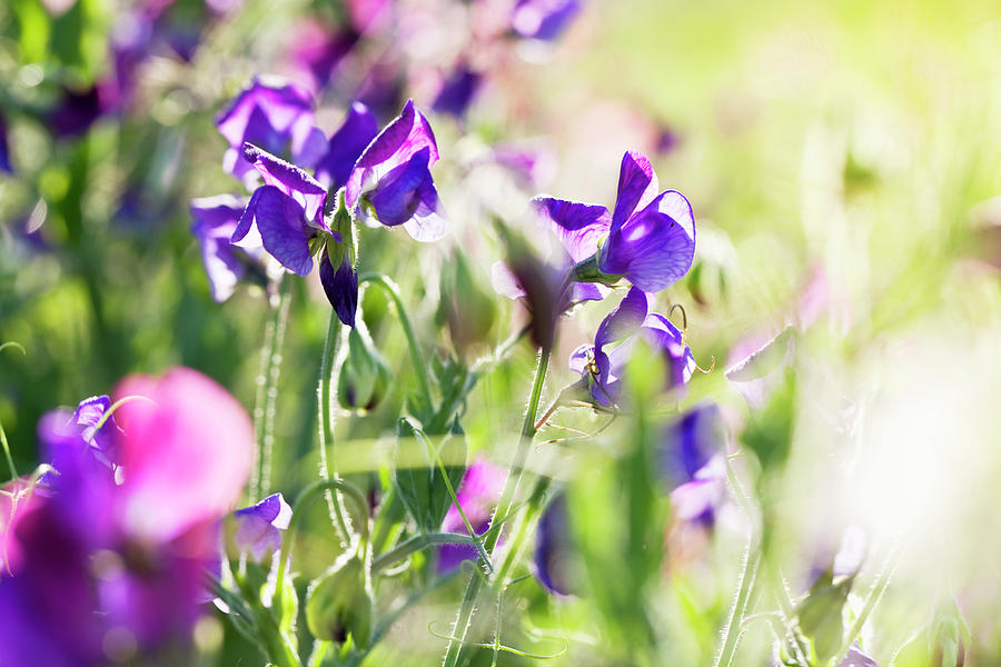Purple Sweet Pea Blosssom Lathyrus Photograph by Silvia Jansen