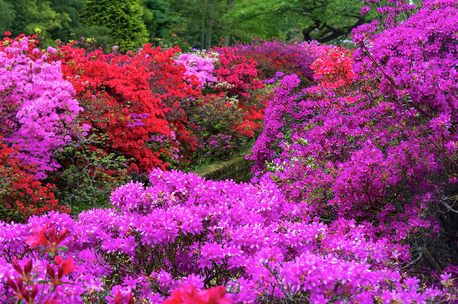 Purple Symphony of Spring Rhododendrons Photograph by Jenny Rainbow