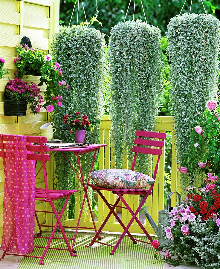 Purple Table And Chairs On Summery Balcony Below Plants Cascading From Hanging Baskets Photograph by Friedrich Strauss