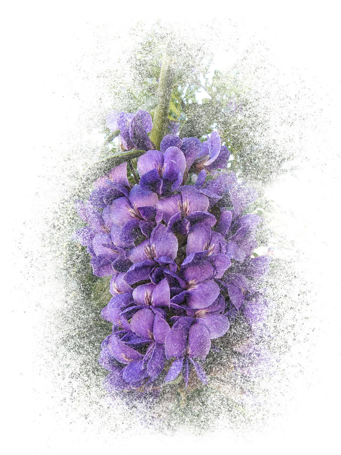 Purple Texas Mountain Laurel Flower Cluster Photograph by Patti Deters