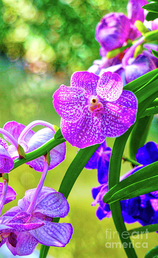 Purple Thai Orchid Digital Art