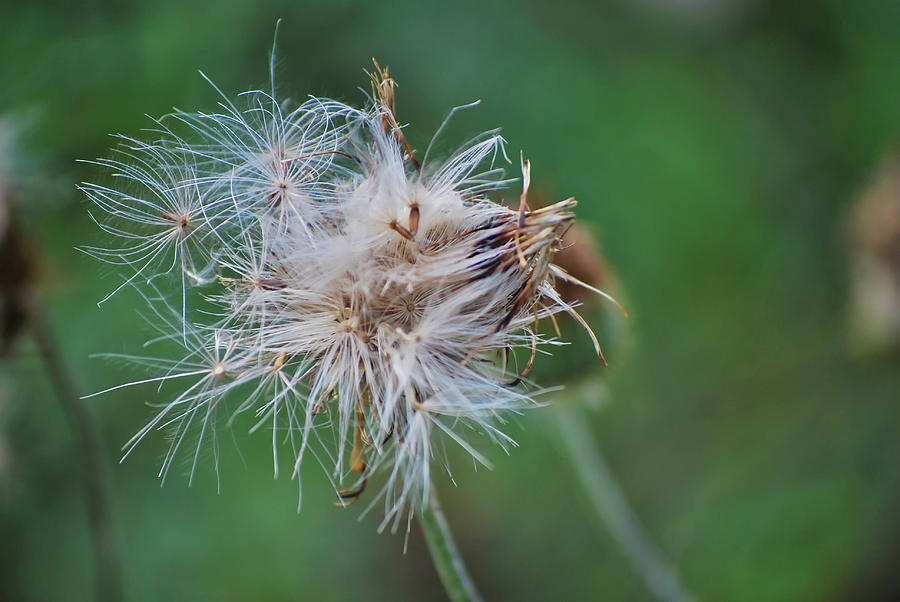 Purple Thistle Seeds Photograph by Cathy P Jones - Pixels