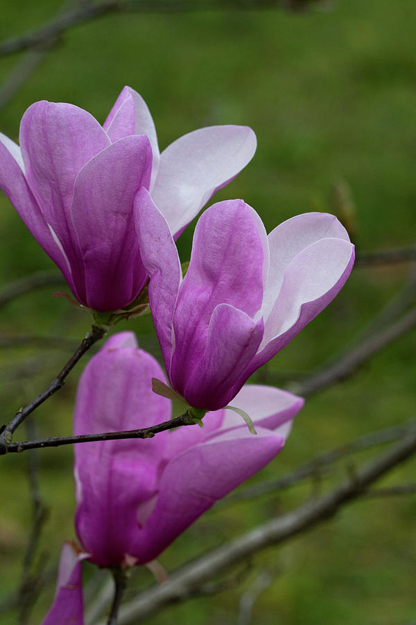 Purple to Pink Saucer Magnolia Blossoms Photograph by Kathy Clark