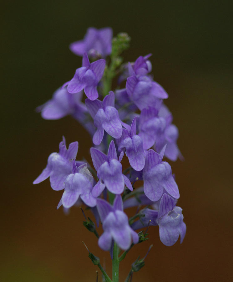 Purple Toadflax Flowers Photograph by Dr T J Martin