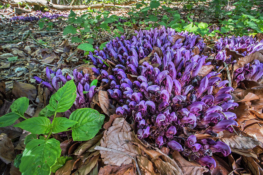 Purple Toothwort Clandestine In Flower In Spring Belgium Philippe Clement Natureplcom 
