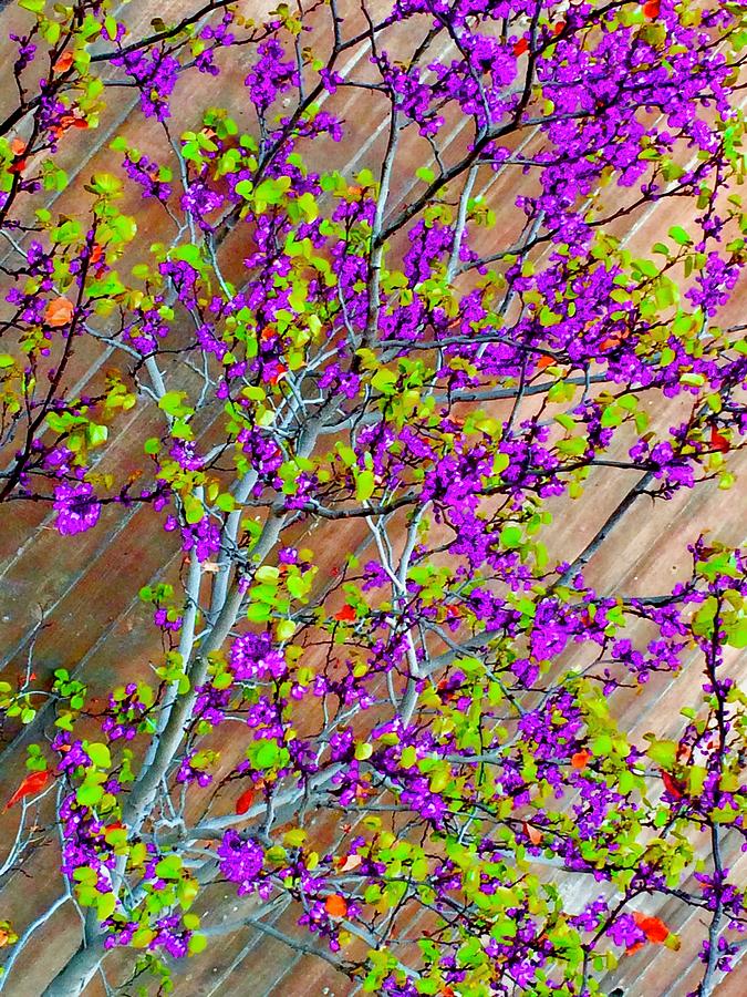 Purple Tree Photograph by Debra Grace Addison