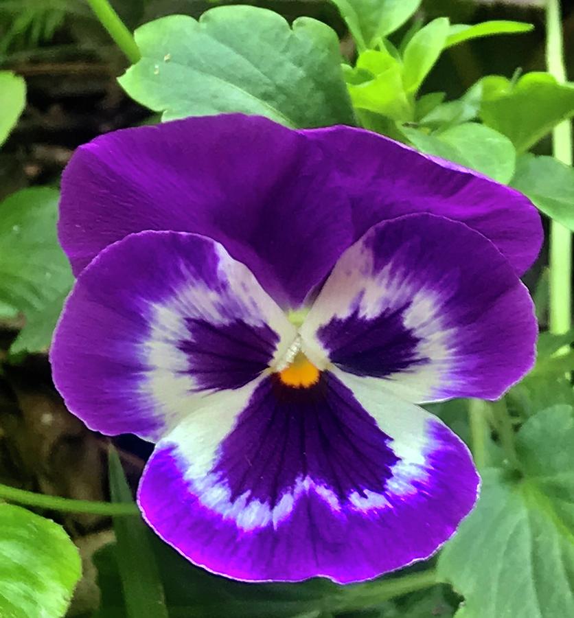 Purple Tricolor Pansy Flower Cutie Photograph By Sofia Goldberg Fine