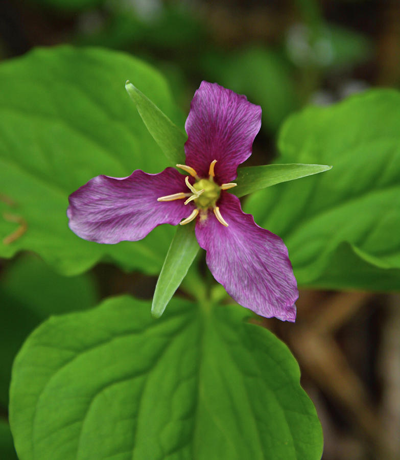 Purple Trillium Photograph by Whispering Peaks Photography