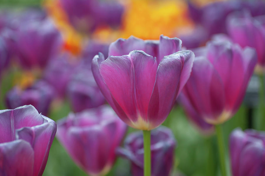 Purple Triumph Tulipa Matangi Photograph by Jenny Rainbow