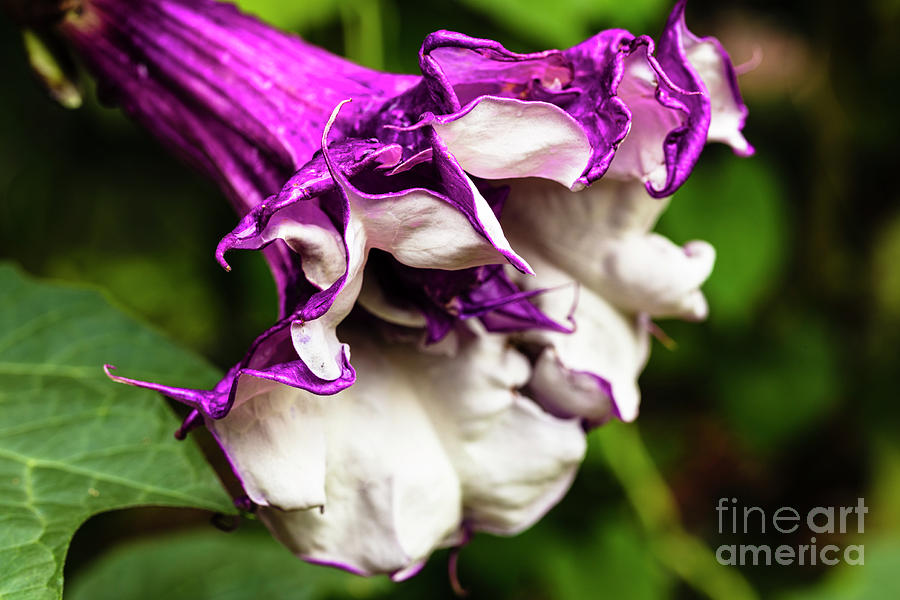Purple Trumpet Flower Photograph by Raul Rodriguez